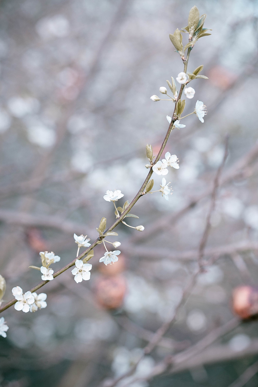 150912_0862blossoms.jpg