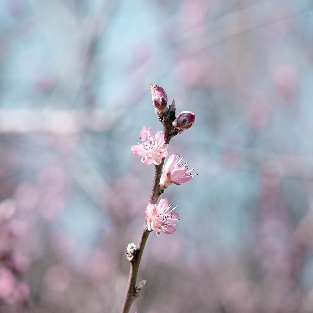 150912_0878blossoms.jpg