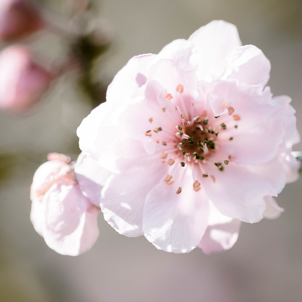 Tasmania_120812_9742blossoms.jpg