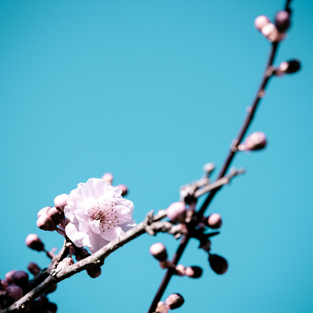 Tasmania_120812_9749blossoms.jpg