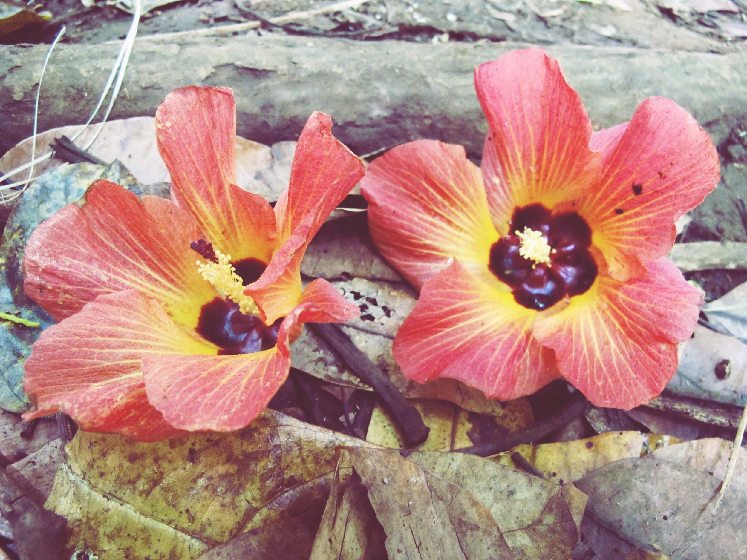 5 Double Flower.jpg