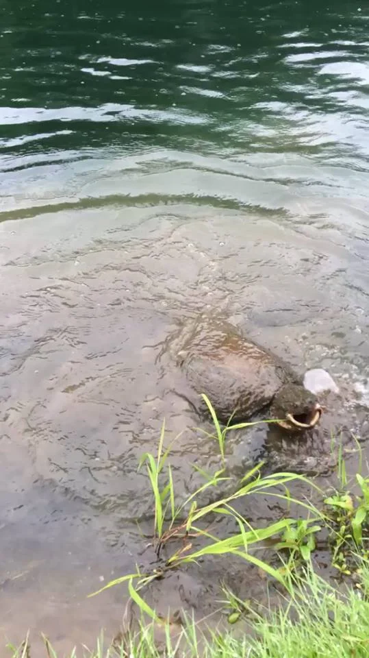 Problem-solving skills came in handy during this moment with this big snapper!!! 