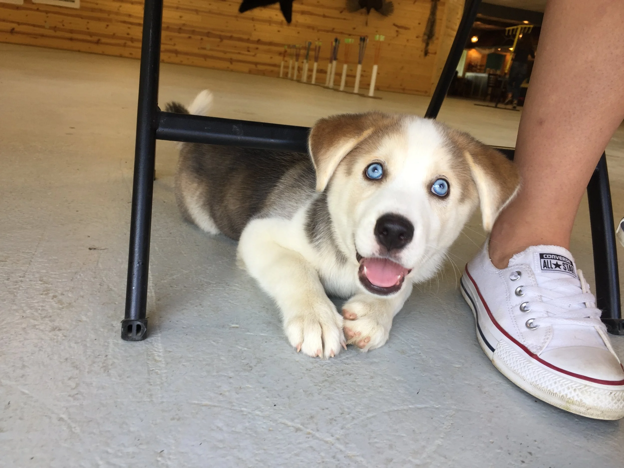 Come meet Ellie!!! 