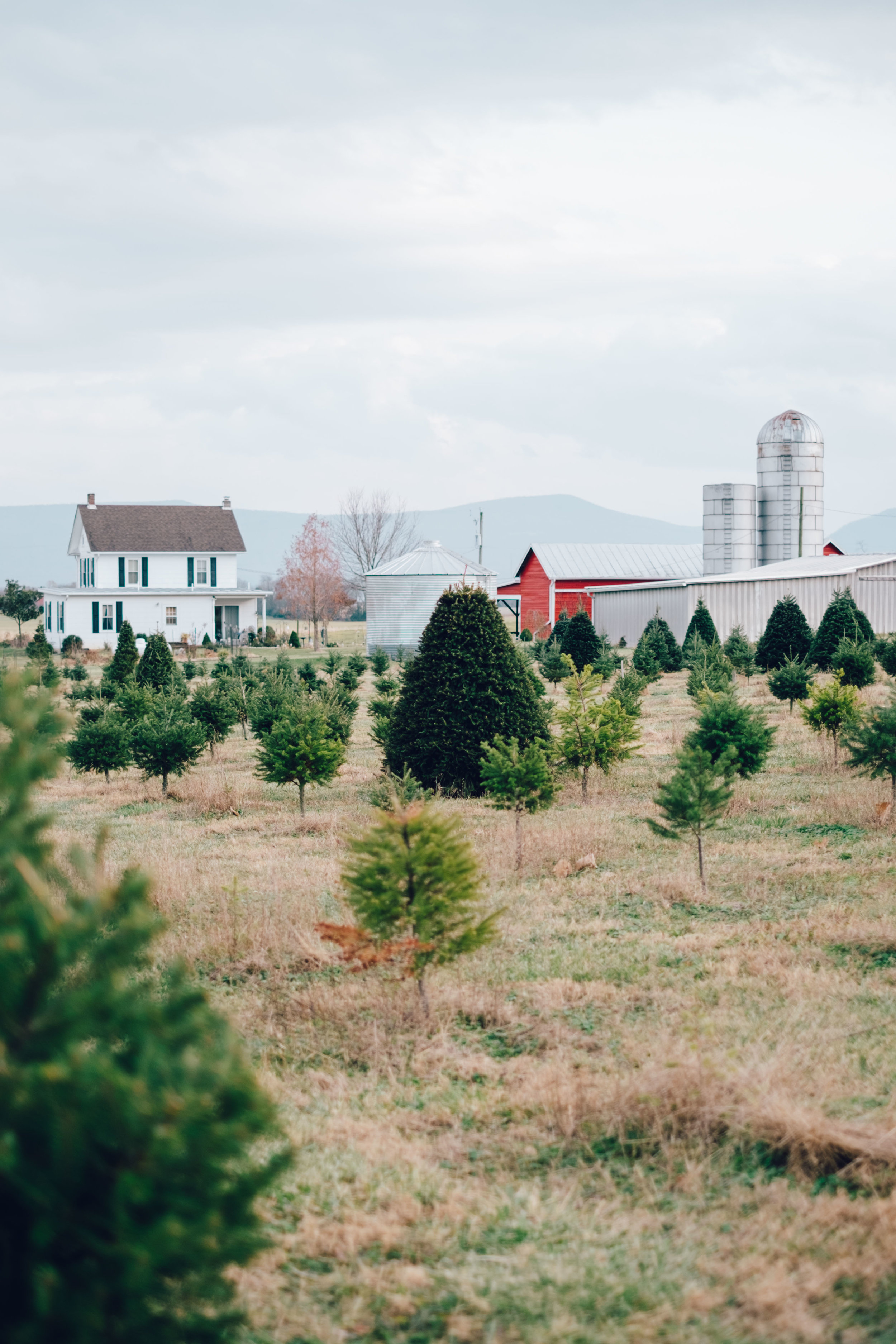 Christmas-Tree-Farm-Outfit-1.jpg