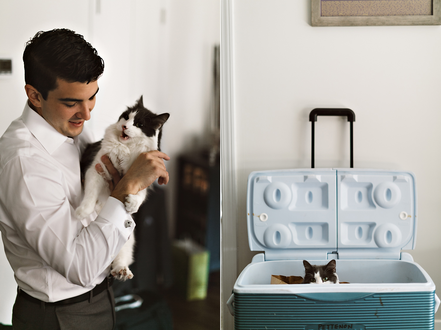 cats.png