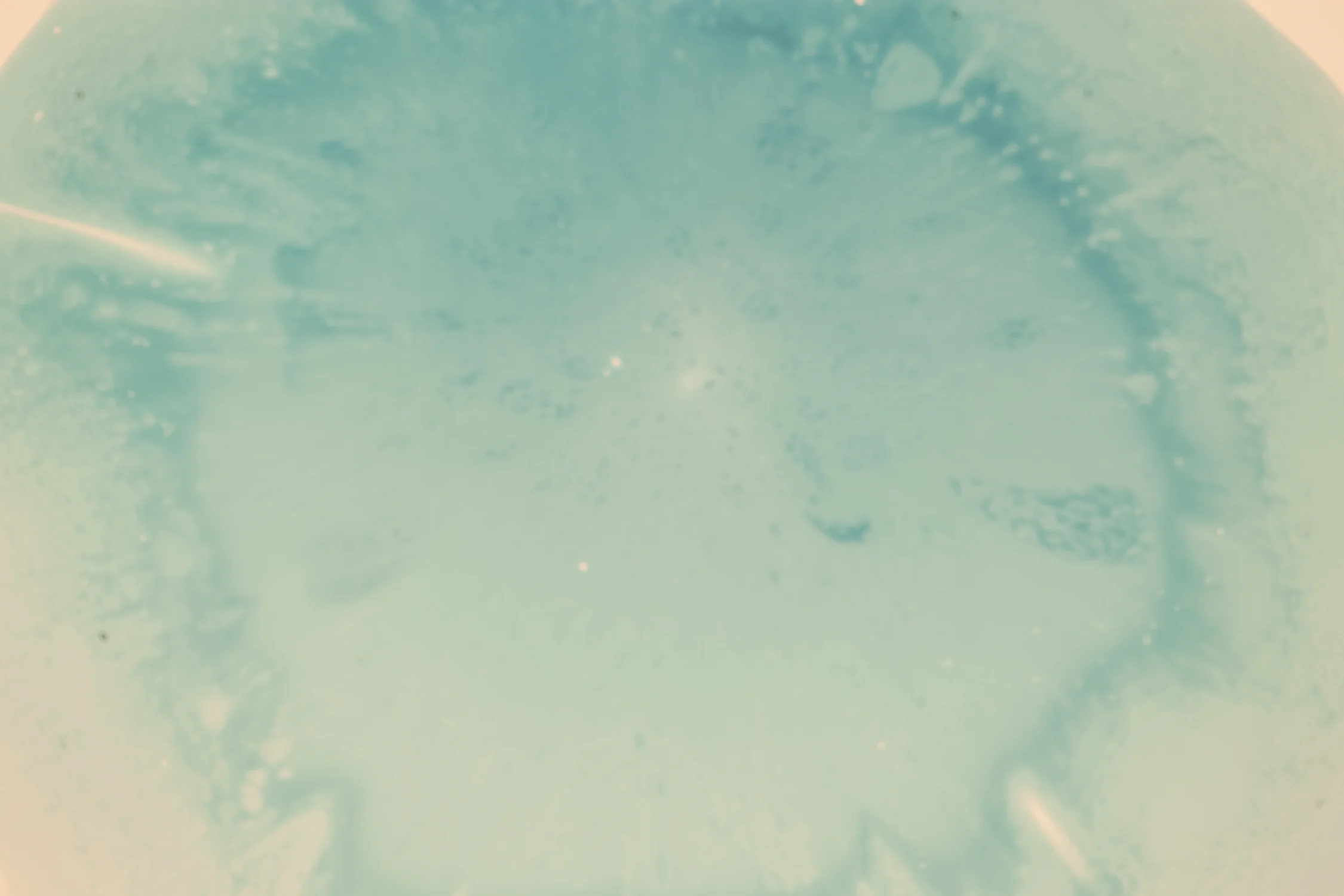 ALL IN A WEEK'S WORK: NEW GICLÉE PRINTS, FEED ON ABBOT KINNEY, RAÚL DE LA TORRE AND THE LAST SUPPER