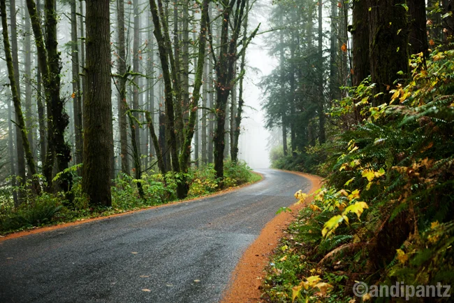 forestroad.jpg