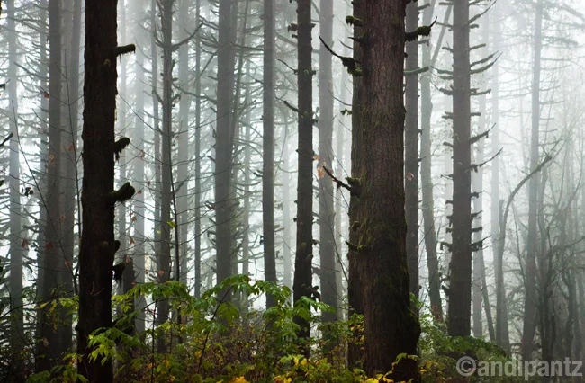 mossytrees2.jpg