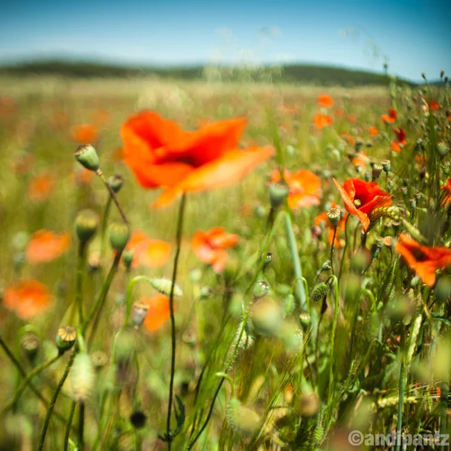 poppies1.jpg