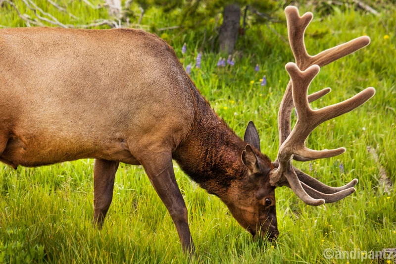 Elk_Yellowstone.jpg