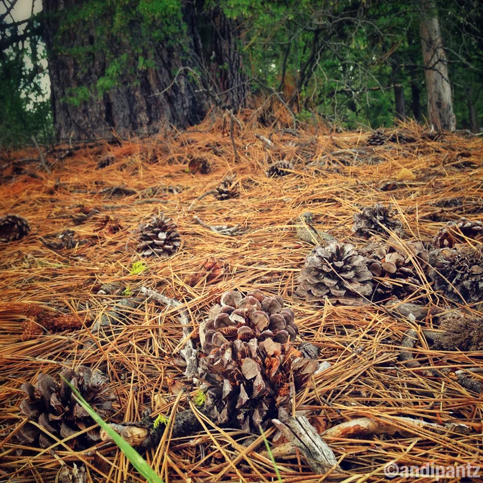 PonderosaPineCone.jpg