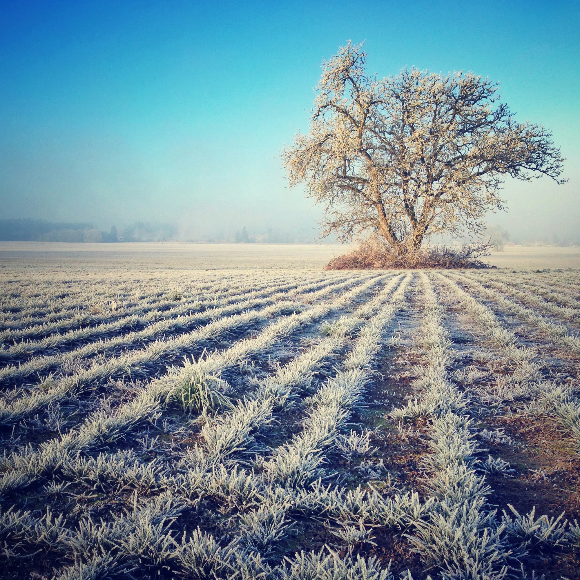 FrostyField.jpg