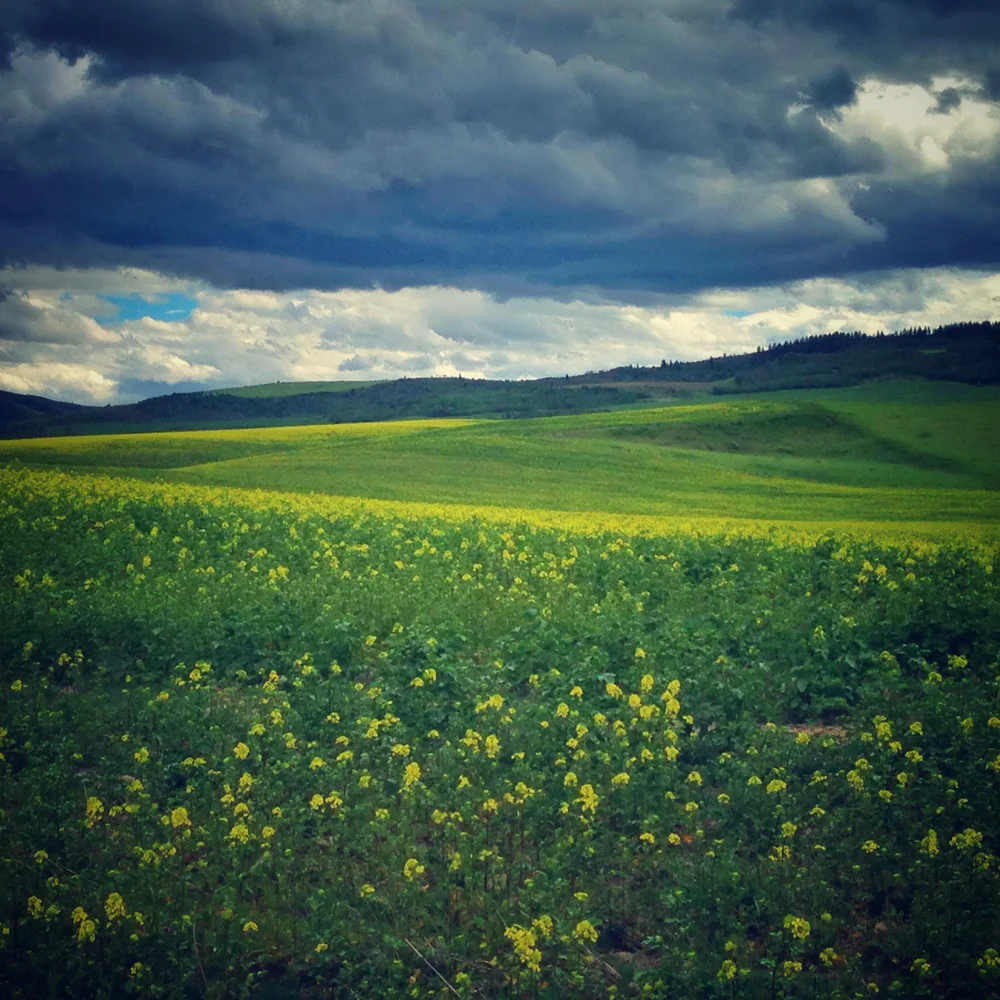 IdahoHills.jpg