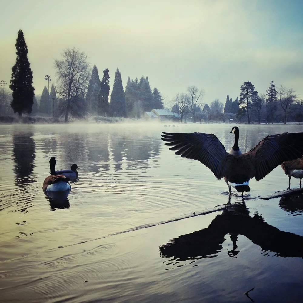 WinterGeese.jpg