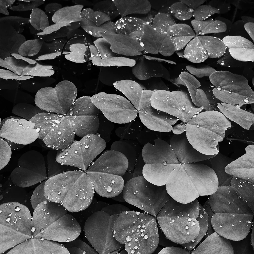 WoodSorrel.jpg