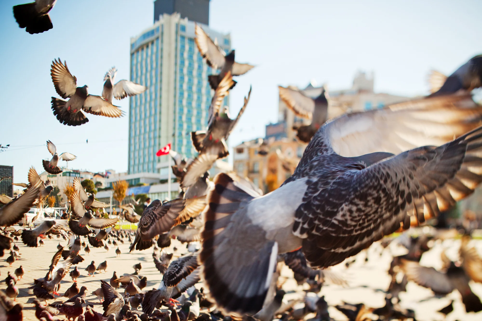 TurkeyPigeons.jpg