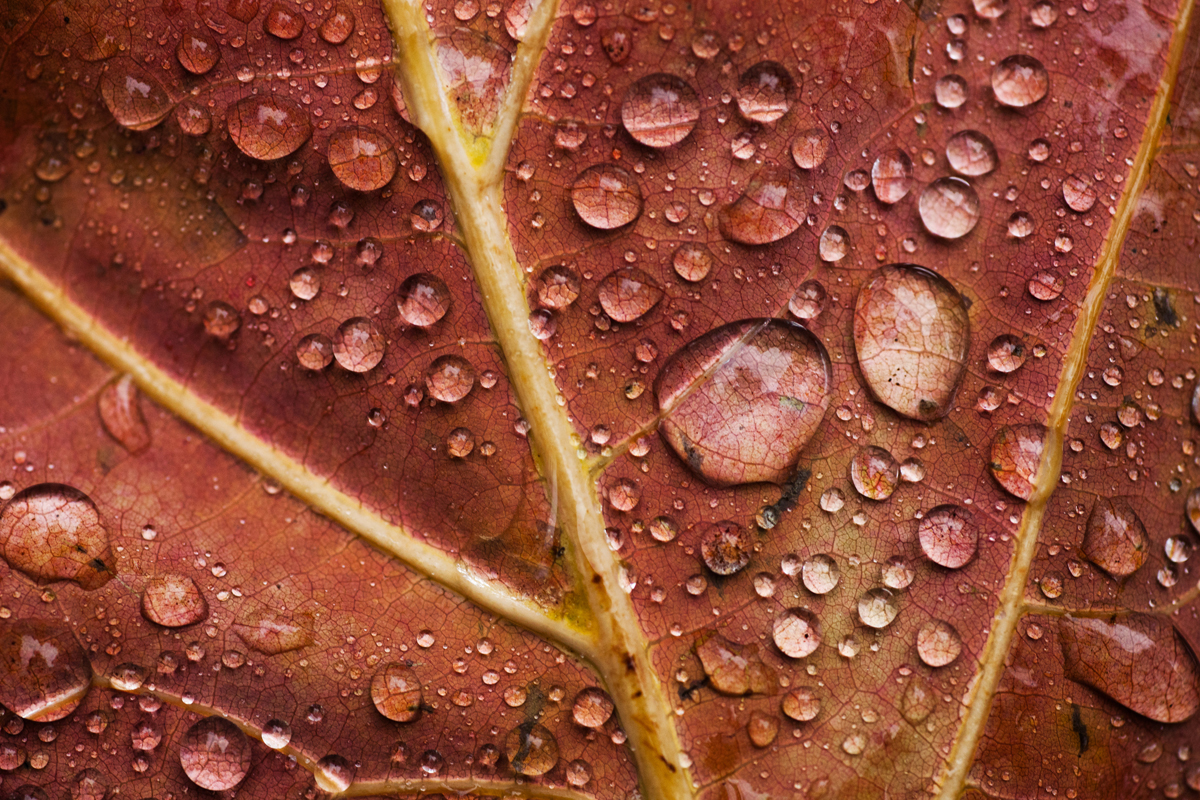 AutumnLeaf.jpg