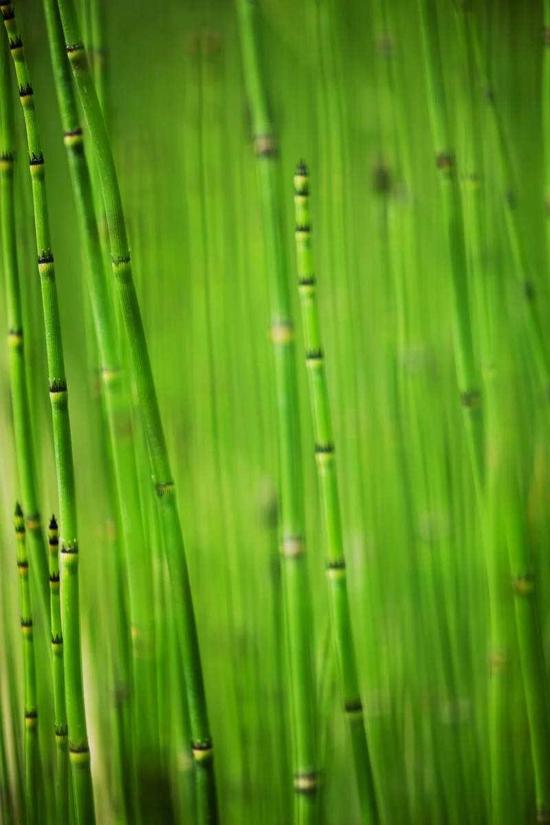 Bamboo.jpg