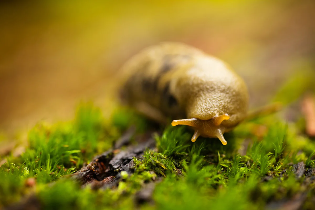 BananaSlug.jpg