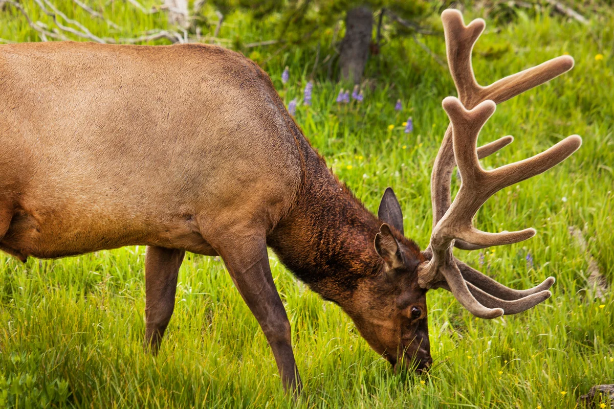 Elk.jpg