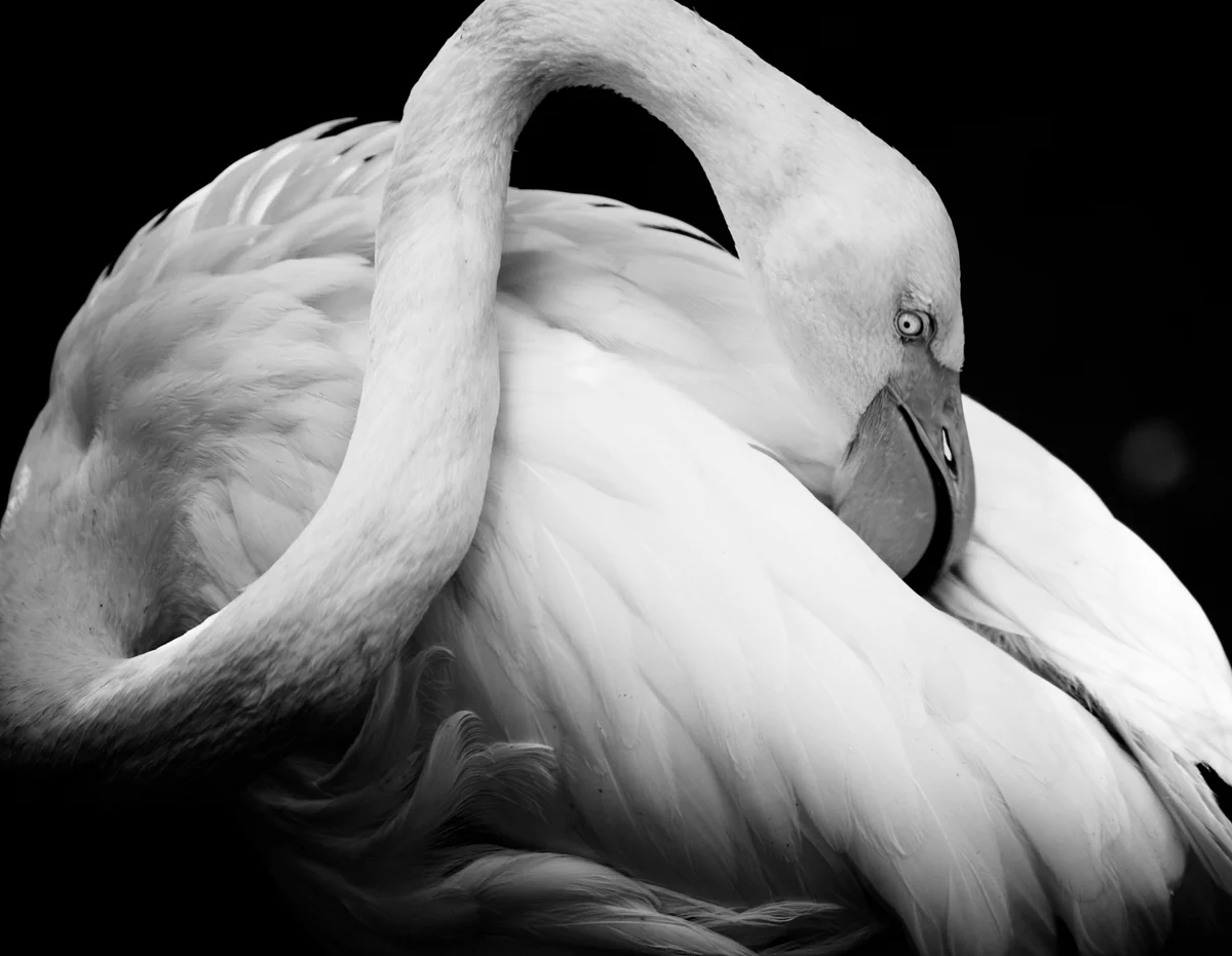 Flamingo.jpg