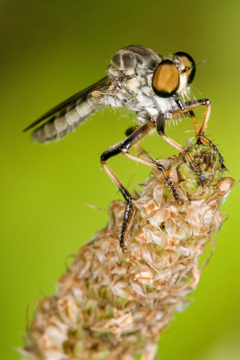 Fly.jpg