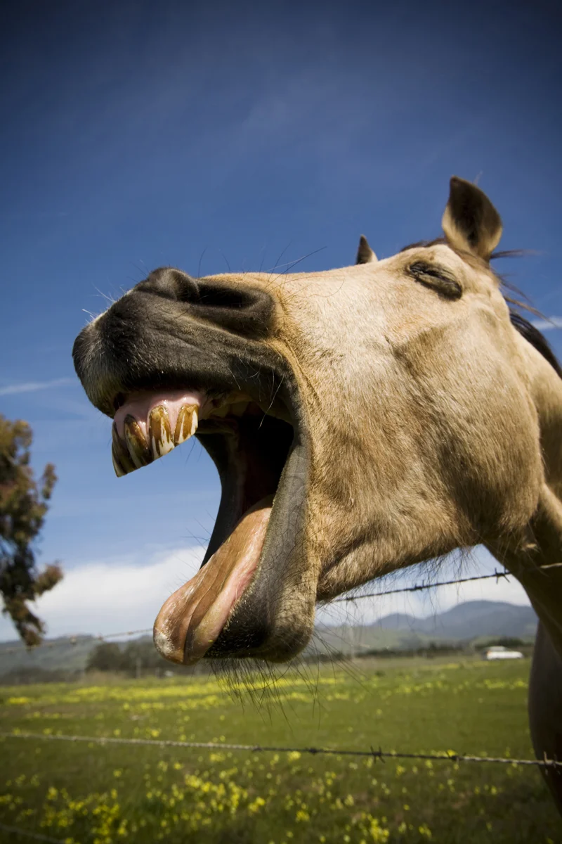 HorseMouth.jpg