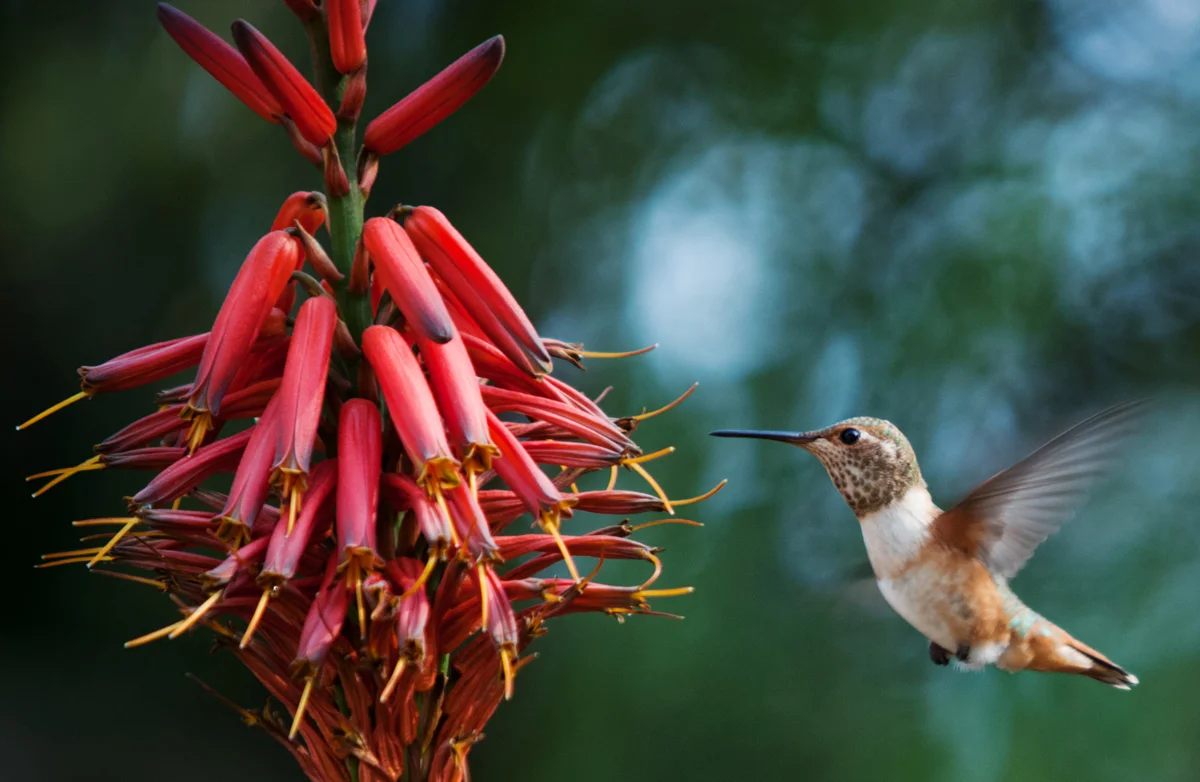Hummingbird.jpg