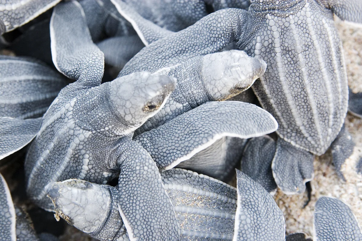 Leatherbacks.jpg