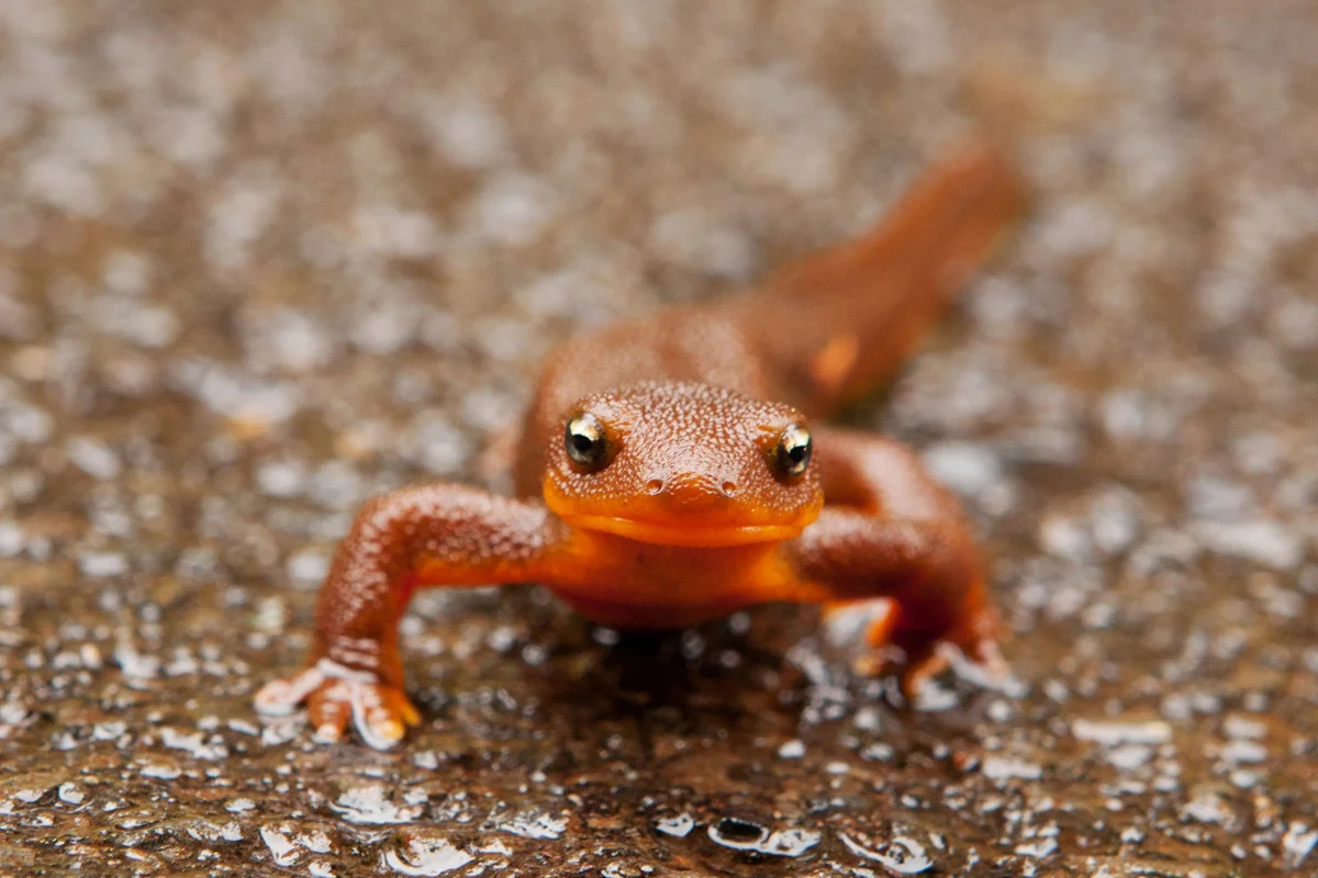 Newt.jpg