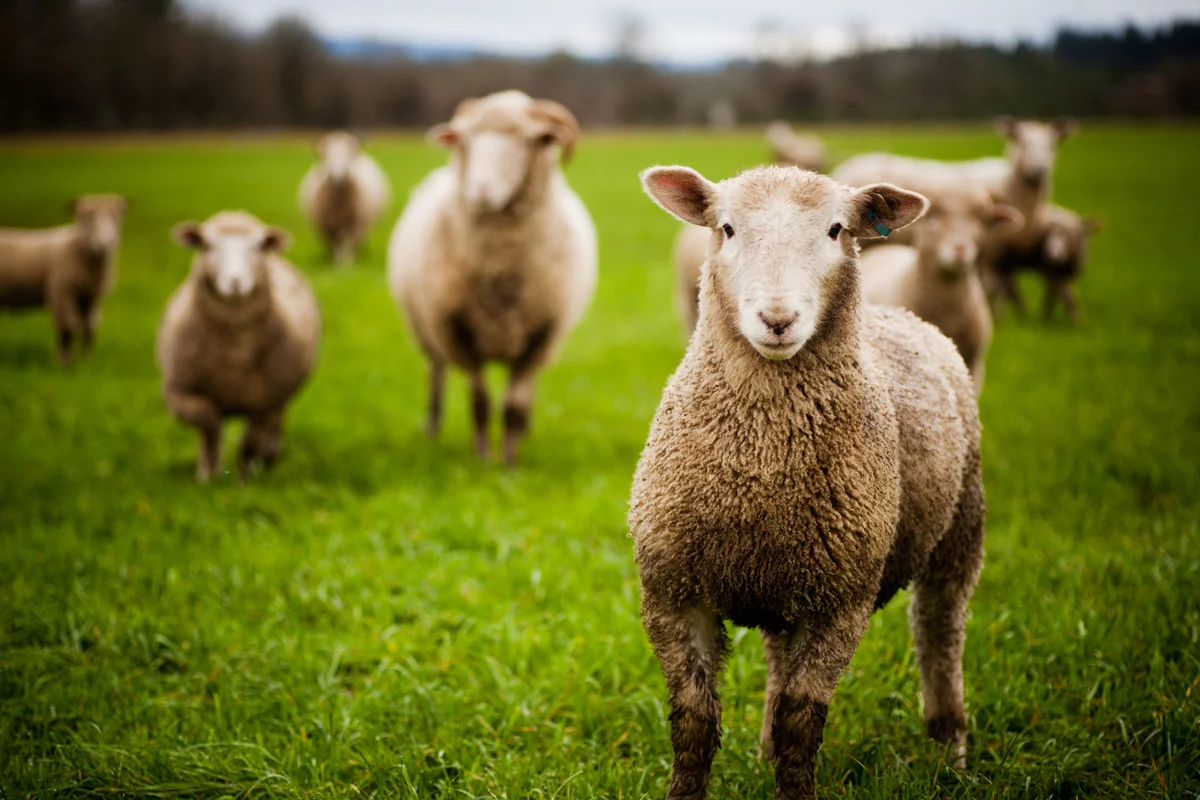 Sheep.jpg