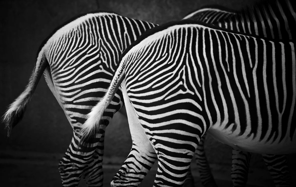 Zebras.jpg