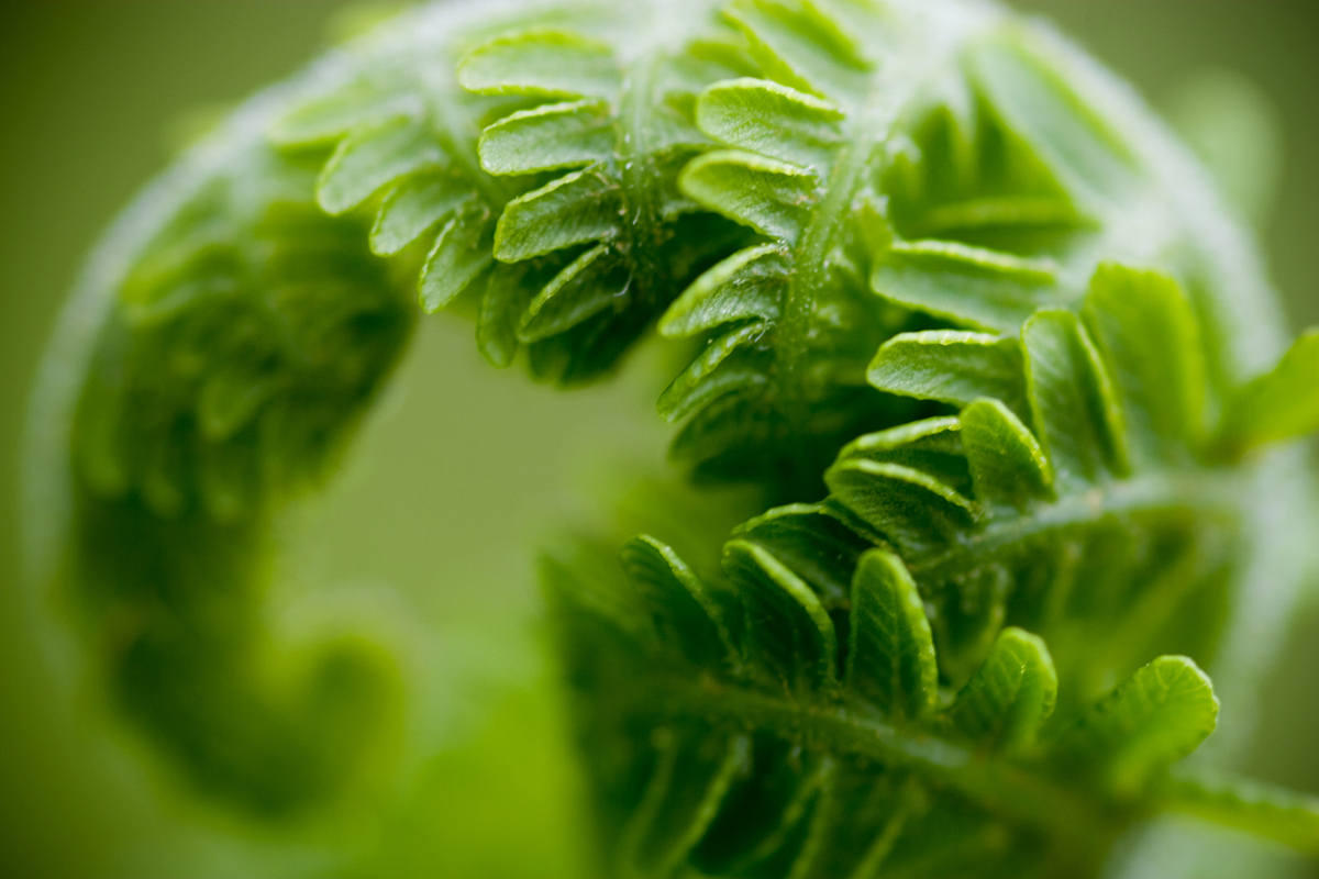 UnfurledFern.jpg