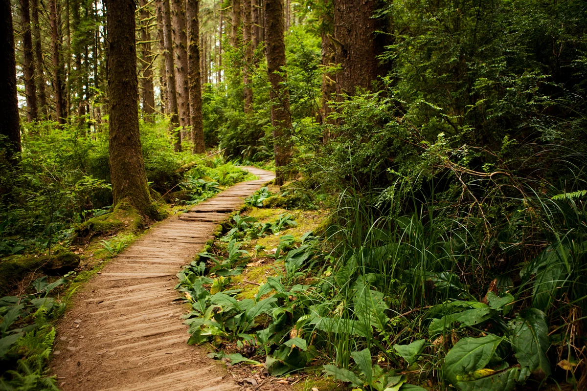Redwoods.jpg