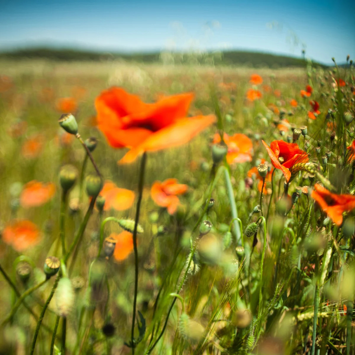 Poppies.jpg