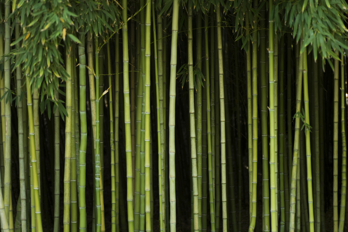 BambooForest.jpg