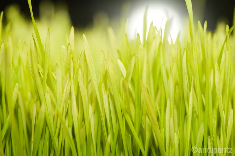 MoonGrass.jpg