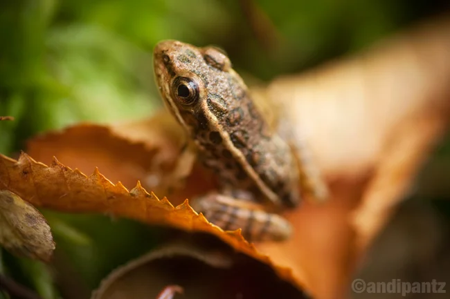 pickerelfrog1.jpg