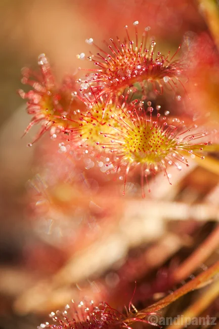 sundew.jpg