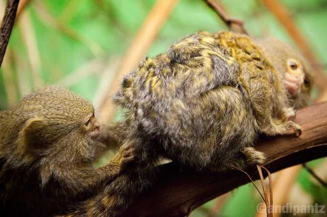 marmosets.jpg