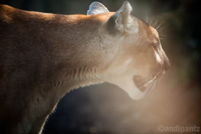 puma.jpg