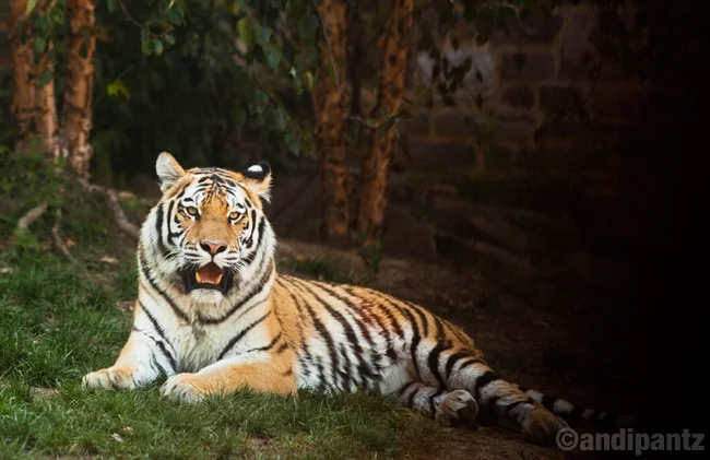 tiger.jpg