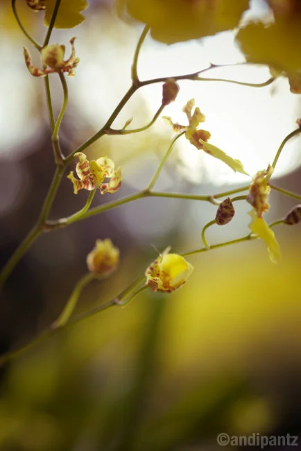 orchid5.jpg