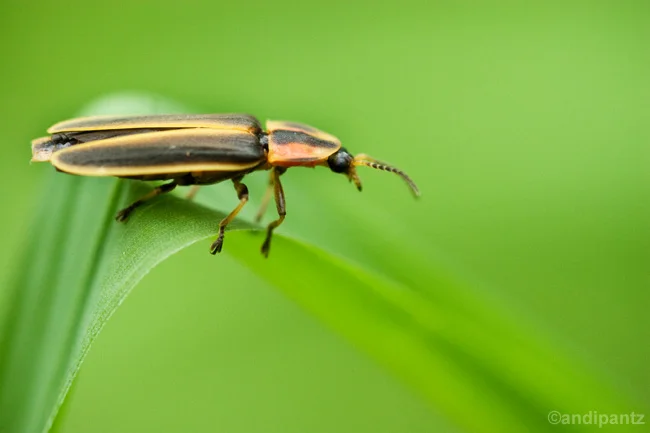 lightningbug.jpg