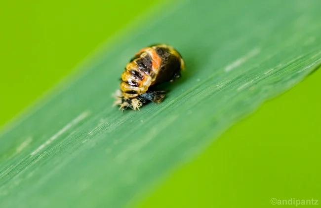 smallbug.jpg