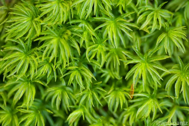 moss.jpg
