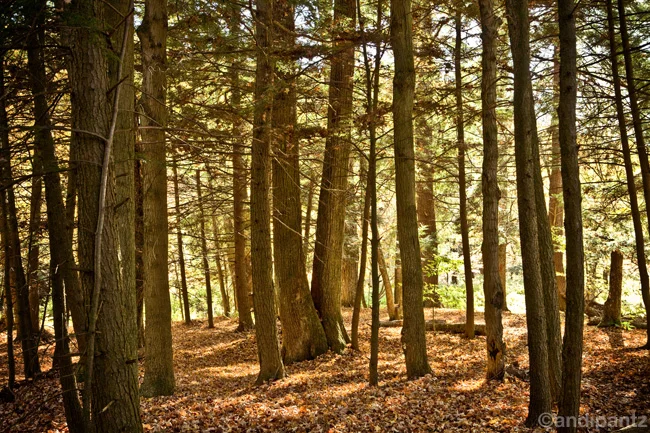 forest.jpg