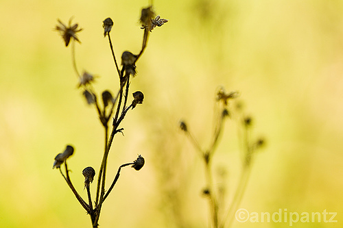 1430495412_08799d1ec2.jpg