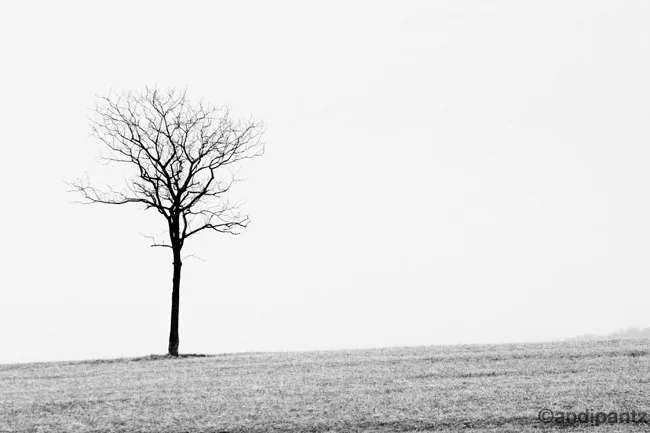 lonetree.jpg