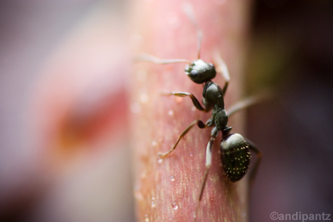 ant.jpg